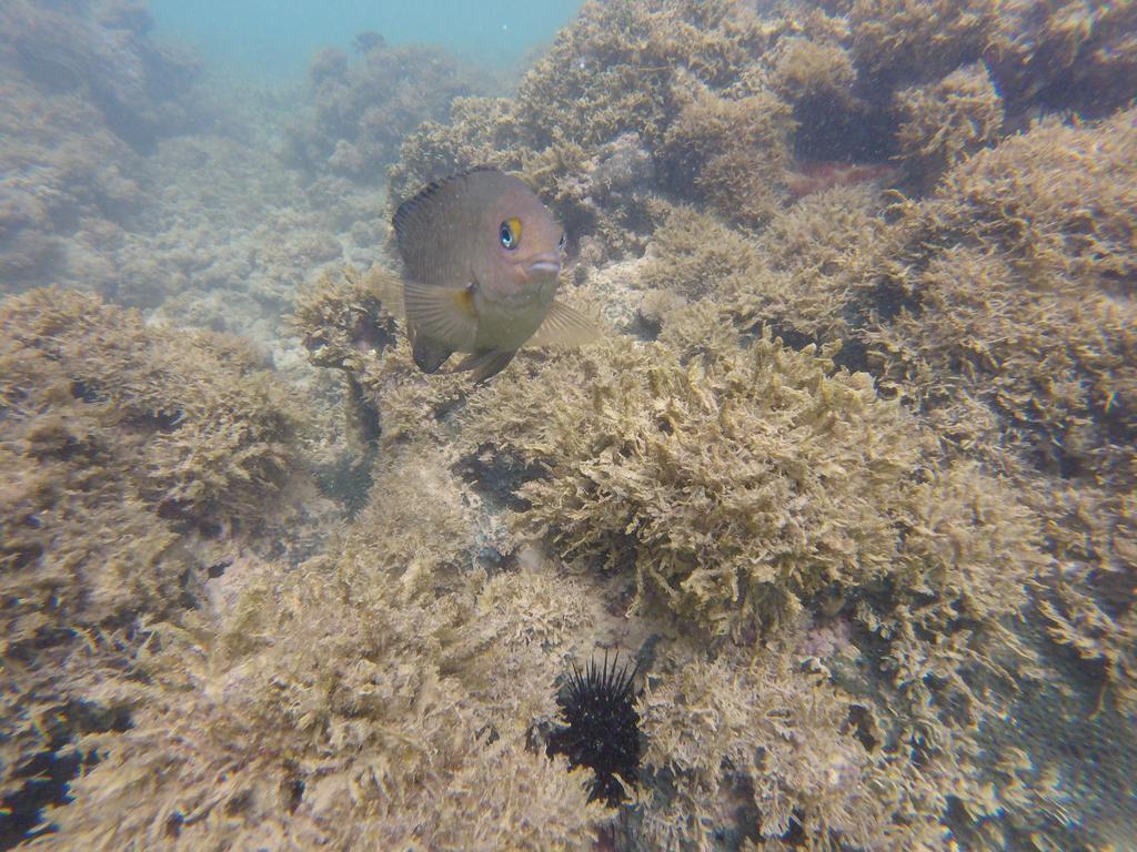 Pousada Caribe Nordestino Tamandare Bagian luar foto